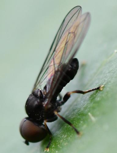 Réf. 300 635 : Pipunculus sp.